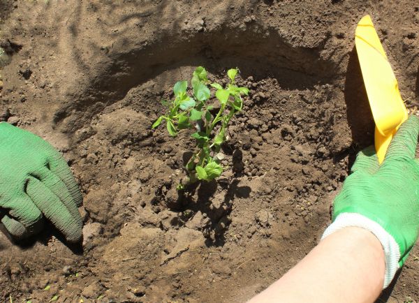 Rose Bush Planting in Parker