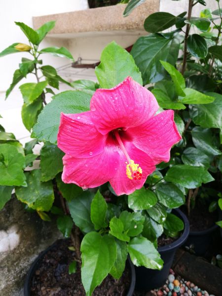 Hibiscus Planting in Parker