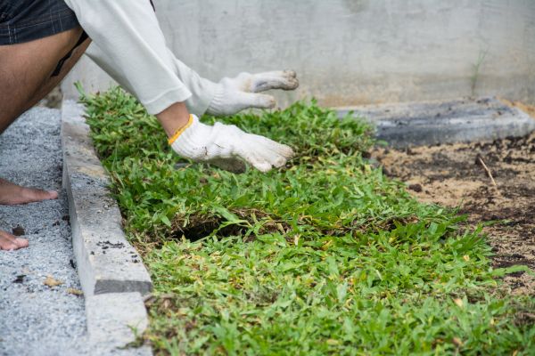 Ground Cover Planting in Parker