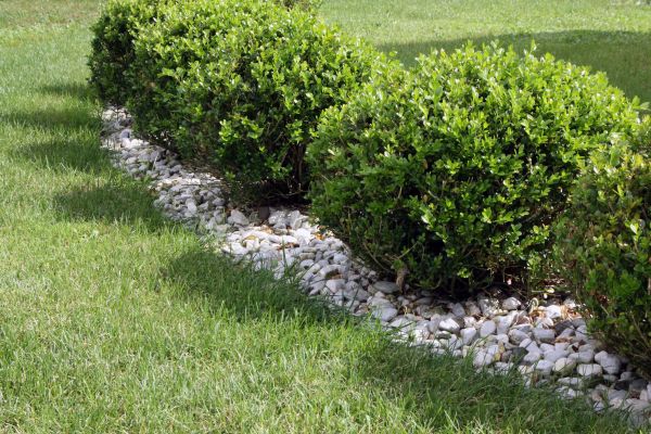 Boxwood Planting in Parker
