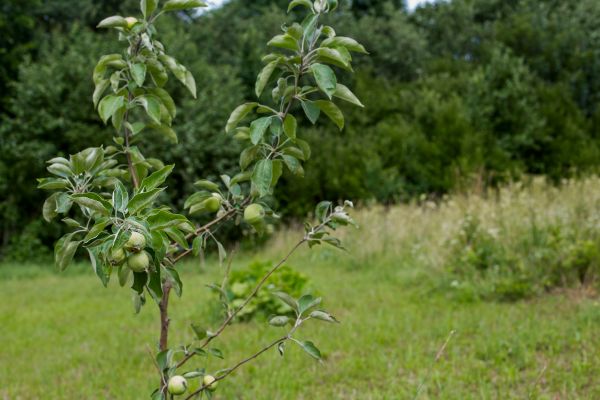 Apple Tree Planting in Parker