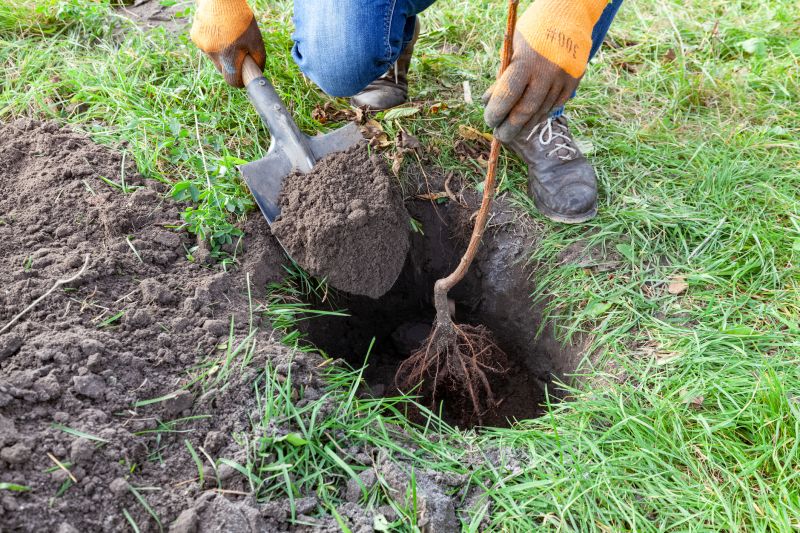 Tree Planting Service detail