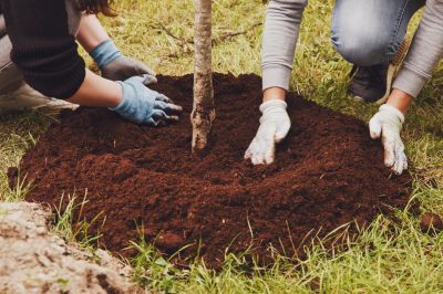 Tree Planting and Care